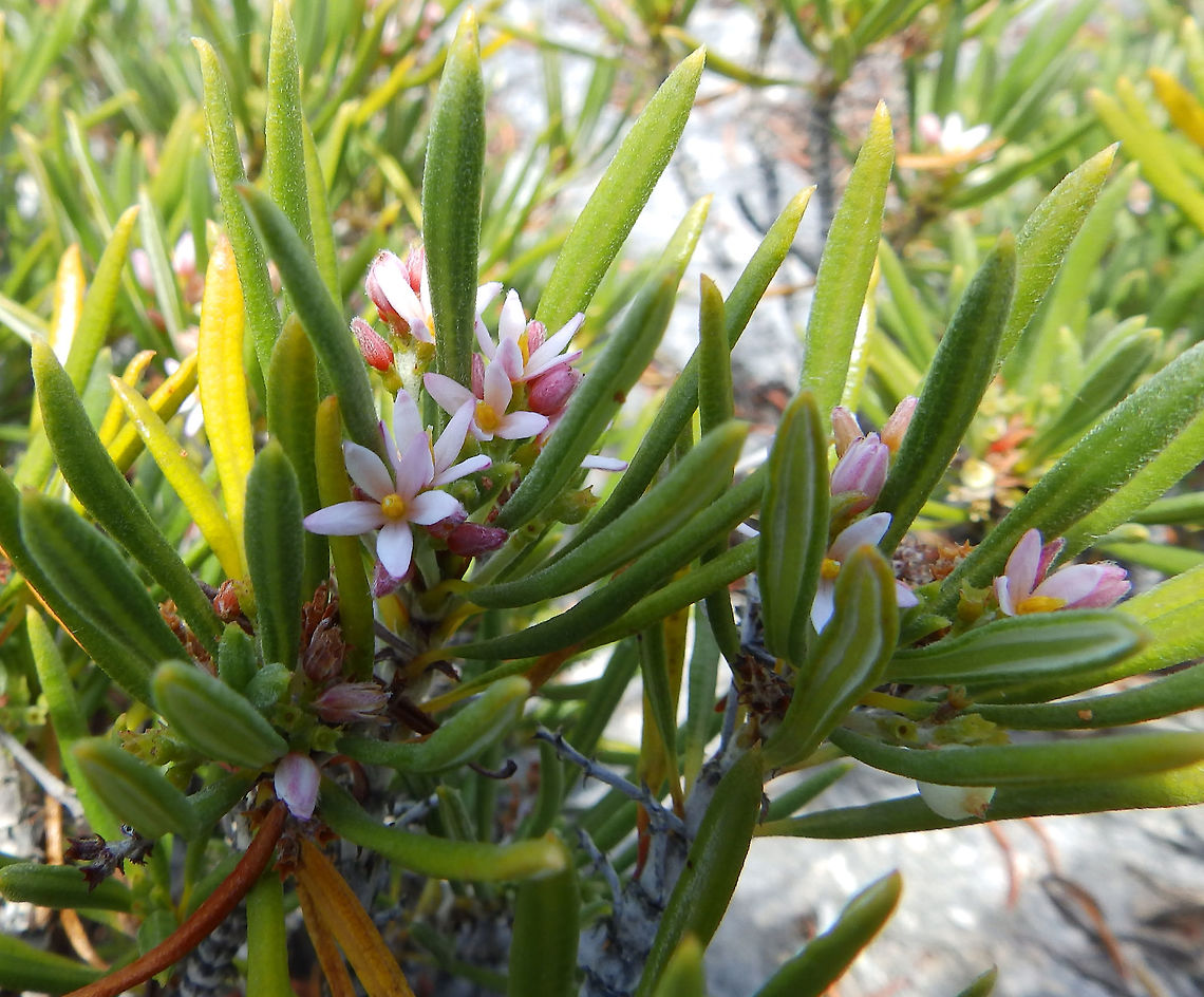 Pride of Big Pine Is a great small evergreen that grows mostly on rocky soils and cliffs close to shore. The iguana's love the berries and so help disperse the seeds! Caribbean Netherlands,Geotagged,Strumpfia,Strumpfia maritima,Summer