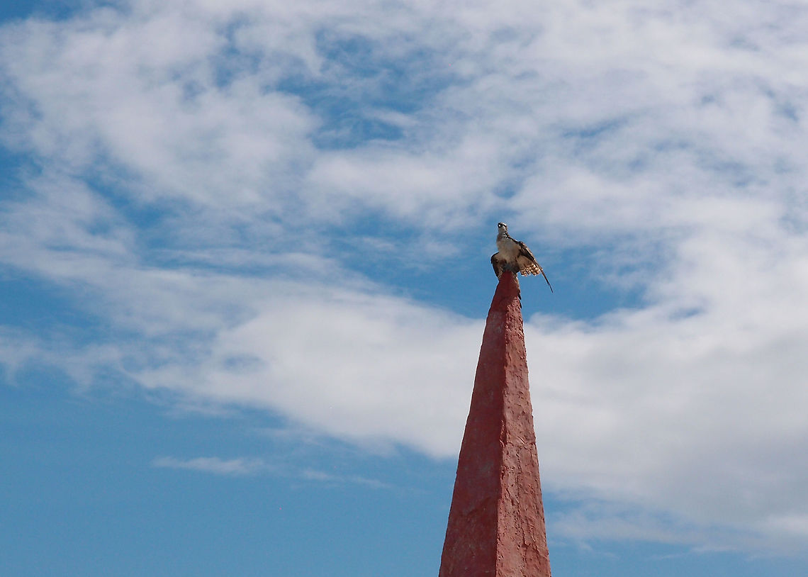 Osprey Just to show is a nice possibility in Bonaire to spot ospreys. Unfortunately I did not have a better camera with me at the moment but it immortalizes the moment. Caribbean Netherlands,Geotagged,Osprey,Pandion haliaetus,Summer