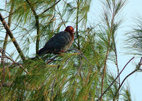 Scaly-naped pigeon Big fatty pigeon, always perching in a tree near our cabins. Caribbean Netherlands,Geotagged,Patagioenas squamosa,Scaly-naped pigeon,Summer