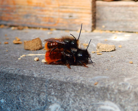 European Orchard Bee Freshly hatched in our bee hotels and already mating for the next brood. At the moment they are still bringing pollen and refilling their holes with mud, once they lay their new larvae inside. We are proud of our personal bee brood this year! Belgium,Geotagged,Osmia cornuta,Spring