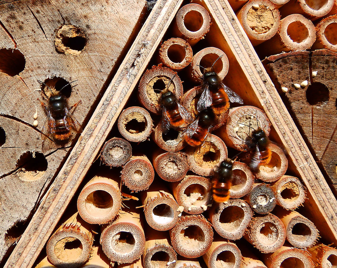 Our bee hotel is zooming! This is a central view of our newly born bees already working in our bee hotel. Belgium,Geotagged,Osmia cornuta,Spring