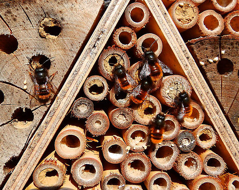 Our bee hotel is zooming! This is a central view of our newly born bees already working in our bee hotel. Belgium,Geotagged,Osmia cornuta,Spring