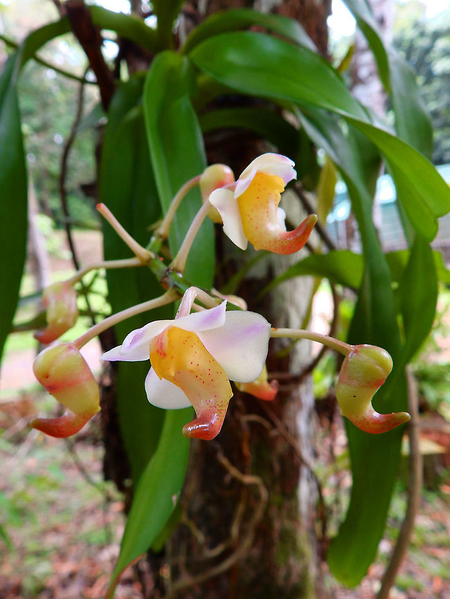Fragrant aerides Orchid that we saw in the lodge in Tabin, Sabah (Sep 2015). Aerides odorata,Geotagged,Malaysia,Summer