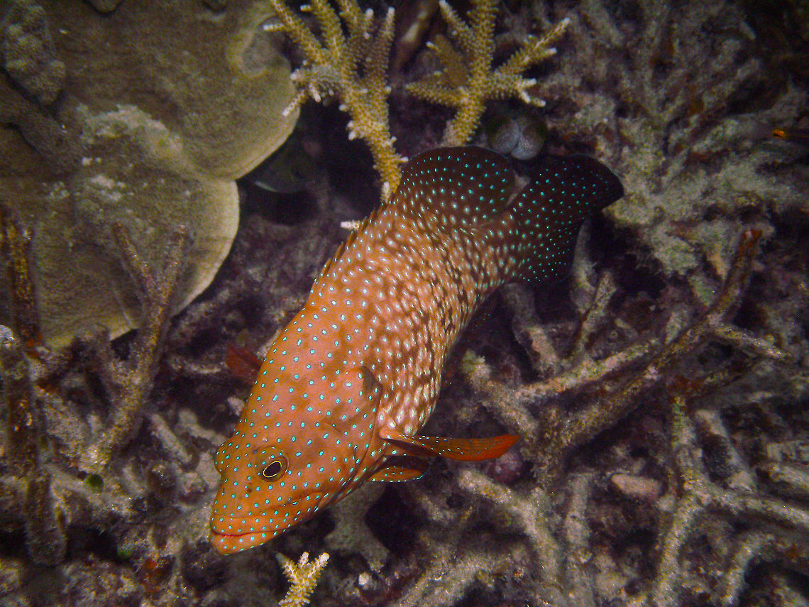 Bluespotted Grouper I have rescued a few more photos from my husband from our trip to Borneo still stored in a memory card and luckily containing still a few new species. This fish was seen during a dive in Lankayan Island (Sep, 2015). Bluespotted hind,Cephalopholis cyanostigma,Fall,Geotagged,Malaysia