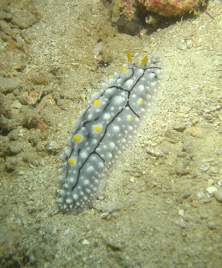 Elegant Phyllidia Seen in Lankayan (Sep, 2015). Elegant Phyllidia,Phyllidia elegans