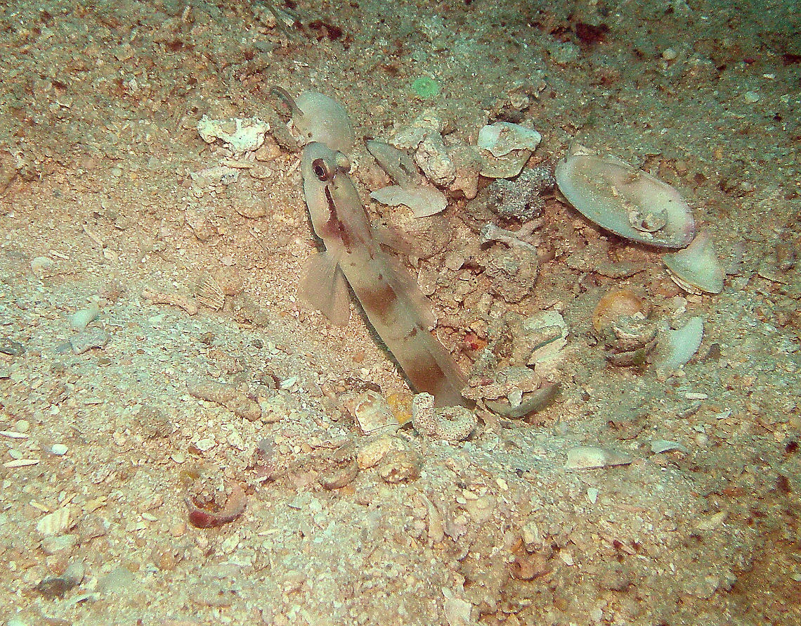 Nakedhead Shrimpgoby Seen in Lankayan Island (Sep, 2015). Amblyeleotris gymnocephala,Fall,Geotagged,Malaysia,Nakedhead Shrimpgoby