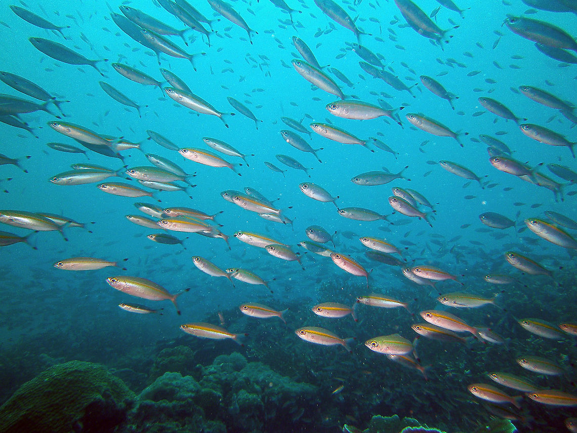 Goldband fusilier Seen in Lankayan (Sep, 2015). Fall,Geotagged,Malaysia,Pterocaesio chrysozona