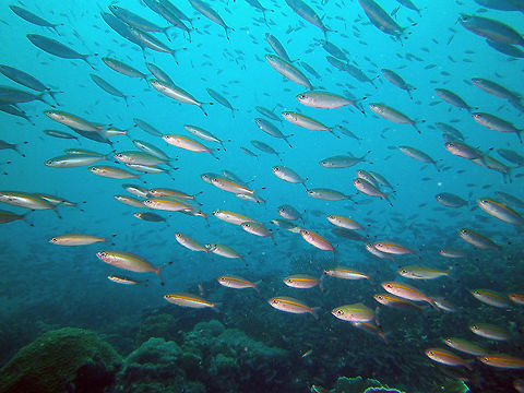 Goldband fusilier Seen in Lankayan (Sep, 2015). Fall,Geotagged,Malaysia,Pterocaesio chrysozona