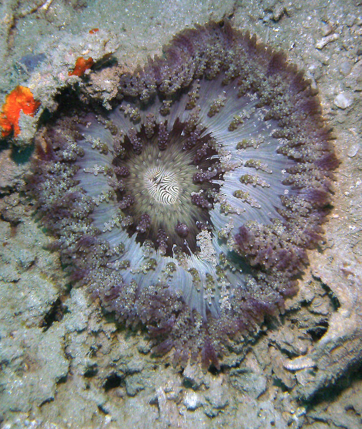 Beaded Sea Anemone Lankayan, Borneo. Beaded sea anemone,Fall,Geotagged,Heteractis aurora,Malaysia