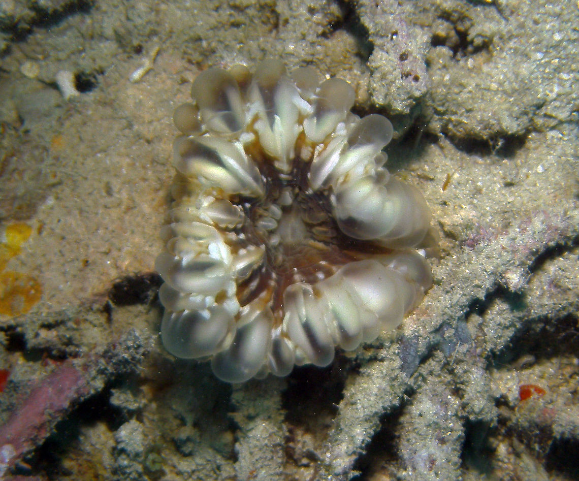Cynarina Coral Lankayan. Cynarina,Cynarina lacrymalis,Fall,Geotagged,Malaysia