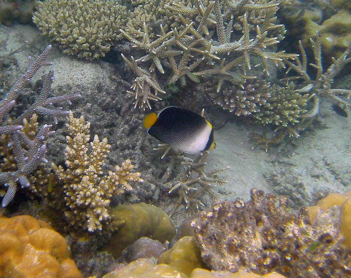 Red Sea Butterflyfish Seen in Lankayan. In spite of its name its location is also Pacific widespread. <br />
<a href="http://www.fishbase.org/summary/5660" rel="nofollow">http://www.fishbase.org/summary/5660</a> Chaetodontoplus mesoleucus,Fall,Geotagged,Malaysia,Red Sea Butteflyfish