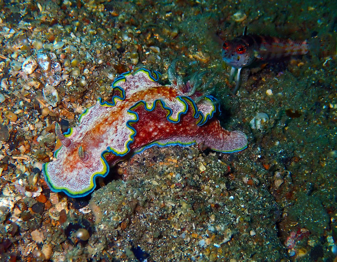 Girdled Glossodoris (Glossodoris cincta) Dive site: Batu Lubang Besar.<br />
Big nudi, about 5 cm long. I have the impression he was being followed by an attentive goby or alike. Geotagged,Glossodoris cincta,Indonesia,Spring