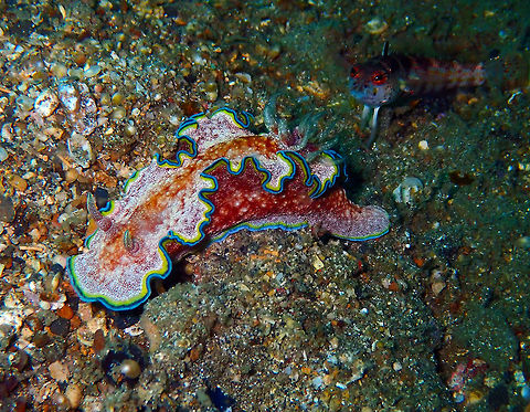 Girdled Glossodoris (Glossodoris cincta) Dive site: Batu Lubang Besar.
Big nudi, about 5 cm long. I have the impression he was being followed by an attentive goby or alike. Geotagged,Glossodoris cincta,Indonesia,Spring
