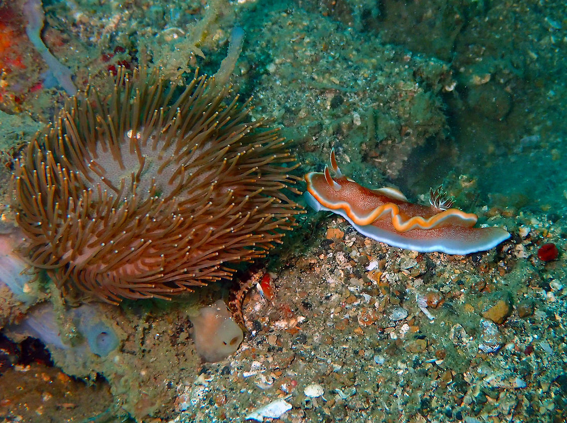 Brown Margin Glossodoris (Glossodoris rufomarginata) Seen in dive site Batu Lubang Besar. Geotagged,Glossodoris rufomarginata,Glossodoris rufromarginata,Indonesia,Spring