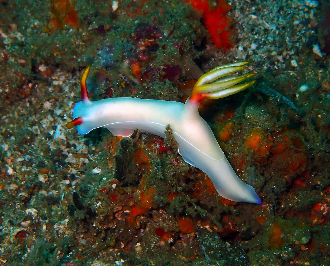 Bullock's Hypesolodoris (Hypselodoris bullocki) In Batu Lubang Besar, Lembeh.<br />
These nudis have avariable coloration. This one is white but there are purple variants also. Bullocks Hypselodoris,Geotagged,Hypselodoris bullockii,Indonesia,Spring