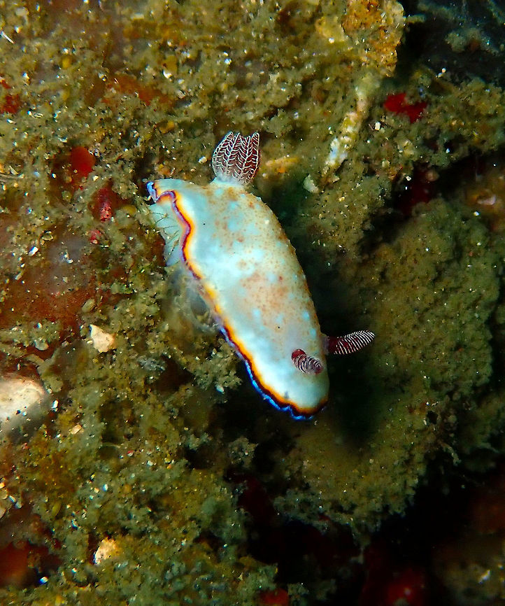 Precious chromodoris (Chromodoris preciosa) Batu Lubang Besar in Lembeh.<br />
About 3 cm long or less. Geotagged,Goniobranchus preciosus,Indonesia,Spring