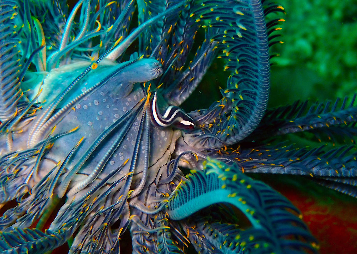 Crinoid Clingfish (Discotrema_crinophilum) Batu Lubang Besar.<br />
In Lembeh almost any crinoid you look into has a hidden beauty. This one contained a shy crinoid cling fish. Clingfish,Crinoid clingfish,Discotrema crinophilum,Geotagged,Indonesia,Spring