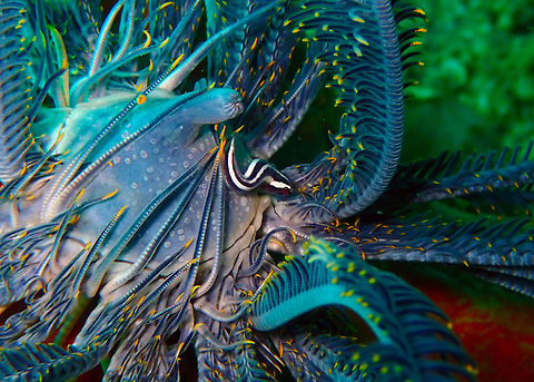 Crinoid Clingfish (Discotrema_crinophilum) Batu Lubang Besar.
In Lembeh almost any crinoid you look into has a hidden beauty. This one contained a shy crinoid cling fish. Clingfish,Crinoid clingfish,Discotrema crinophilum,Geotagged,Indonesia,Spring