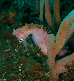 Thorny Seahorse (Hippocampus histrix) Batu Lubang Besar, Lembeh.
A shy, gloomy and very pregnant sea horse. Geotagged,Hippocampus histrix,Indonesia,Spiny seahorse,Spring