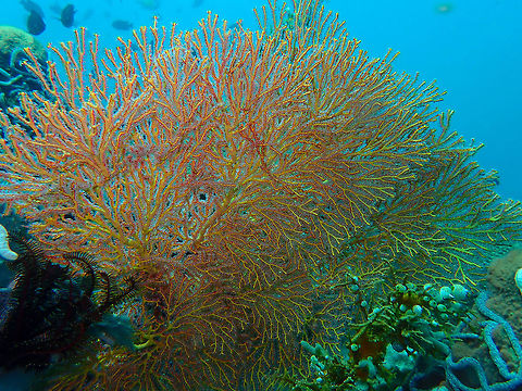 Knotted Fan Coral (Melithaea ochracea) Batu Lubang Besar, Lembeh.
I am pretty sure of the genus but please feel free to confirm species. Geotagged,Indonesia,Melithaea ochracea,Spring