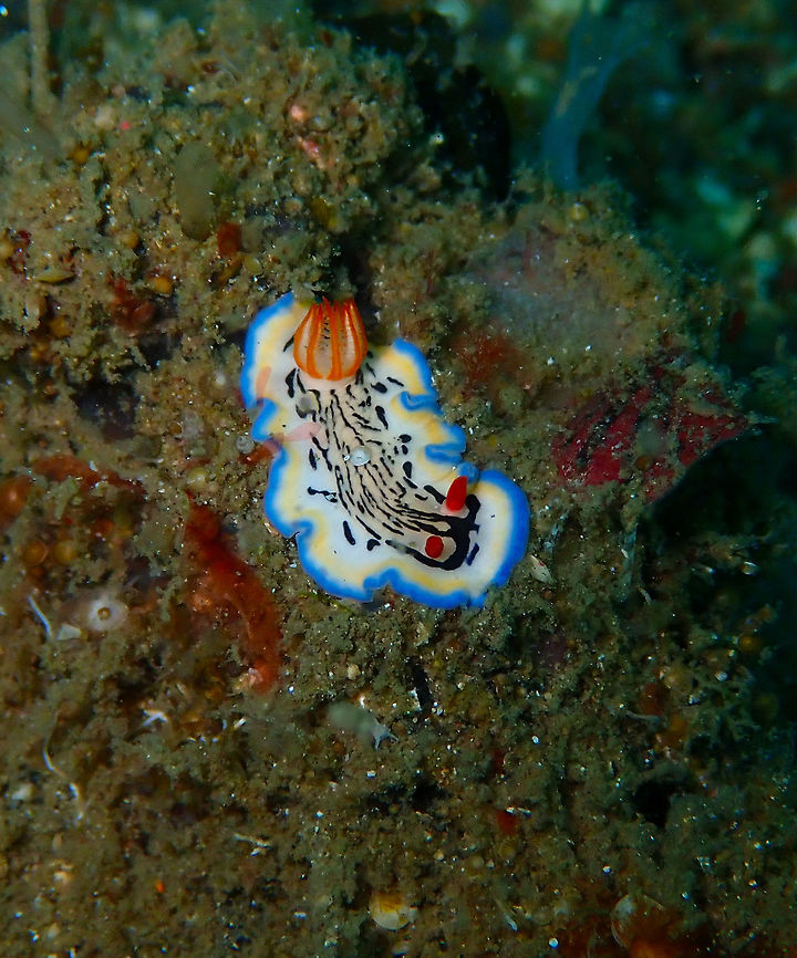 Hypselodoris_maritima Batu Lubang Besar, Lembeh.<br />
 Geotagged,Hypselodoris maritima,Indonesia,Spring