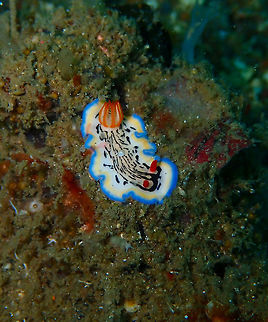 Hypselodoris_maritima Batu Lubang Besar, Lembeh.
 Geotagged,Hypselodoris maritima,Indonesia,Spring