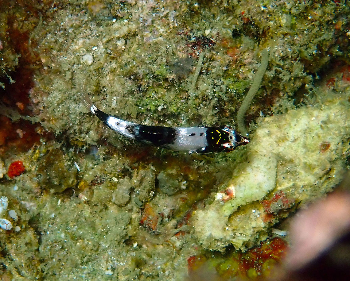 Checkerboard Wrasse juvenile (Halichoeres hortulanus) Batu Lubang Besar, Lembeh. Checkerboard wrasse,Geotagged,Halichoeres hortulanus,Indonesia,Spring