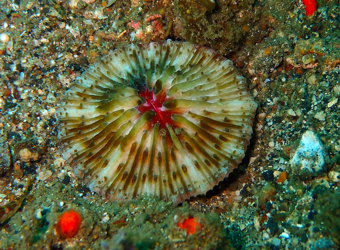 Cycloseris -Fungiidae coral Batu Lubang Besar, Lembeh.<br />
I think I may also have a pic of one of these corals with the tentacles out.<br />
I have corrected. According to expert it is Cycloseris. Fungia fungites,Geotagged,Indonesia,Spring