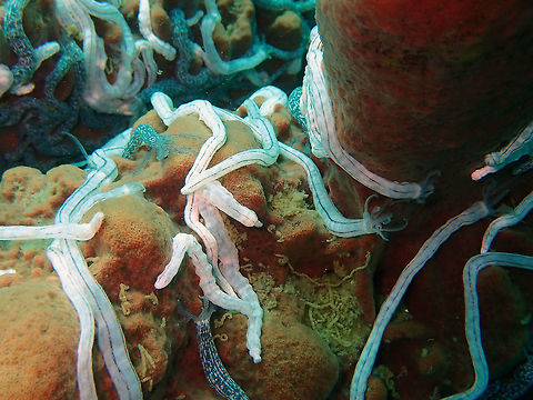 Lampert's Sea Cucumber (Synaptula lamperti) Batu Lubang Besar, lembeh.
It is the ones that are white with dark stripes. The grey ones are from another sp. that I will post next.
A very common genus mostly found over sponges (feeds on them). Geotagged,Indonesia,Spring,Synaptula lamperti
