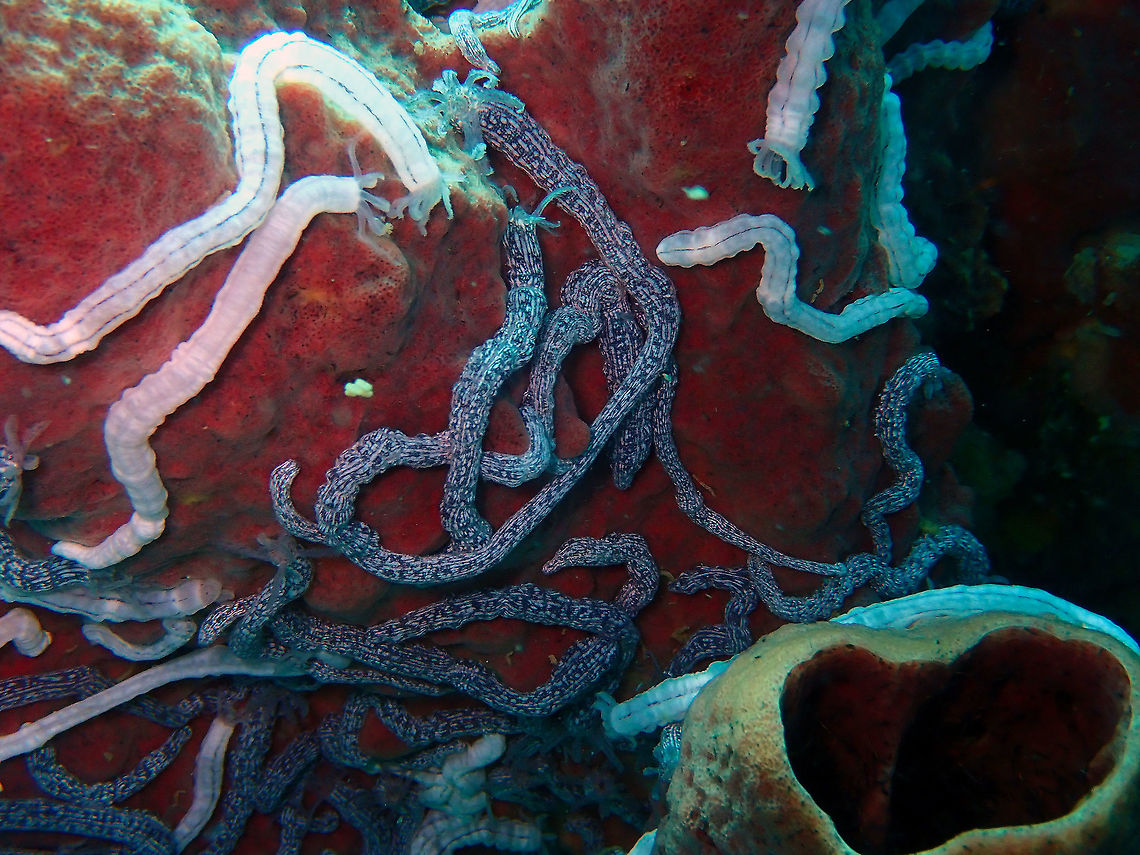 White Line Sea Cucumber (Synaptula media) Batu Lubang Besar, Lembeh.<br />
They are the sea cucumbers dark grey with white stripes and blotches. the white ones are Lampert's sea cucumbers. Both species feed on sponges. Geotagged,Indonesia,Spring,Synaptula media,Whiteline Sea Cucumber