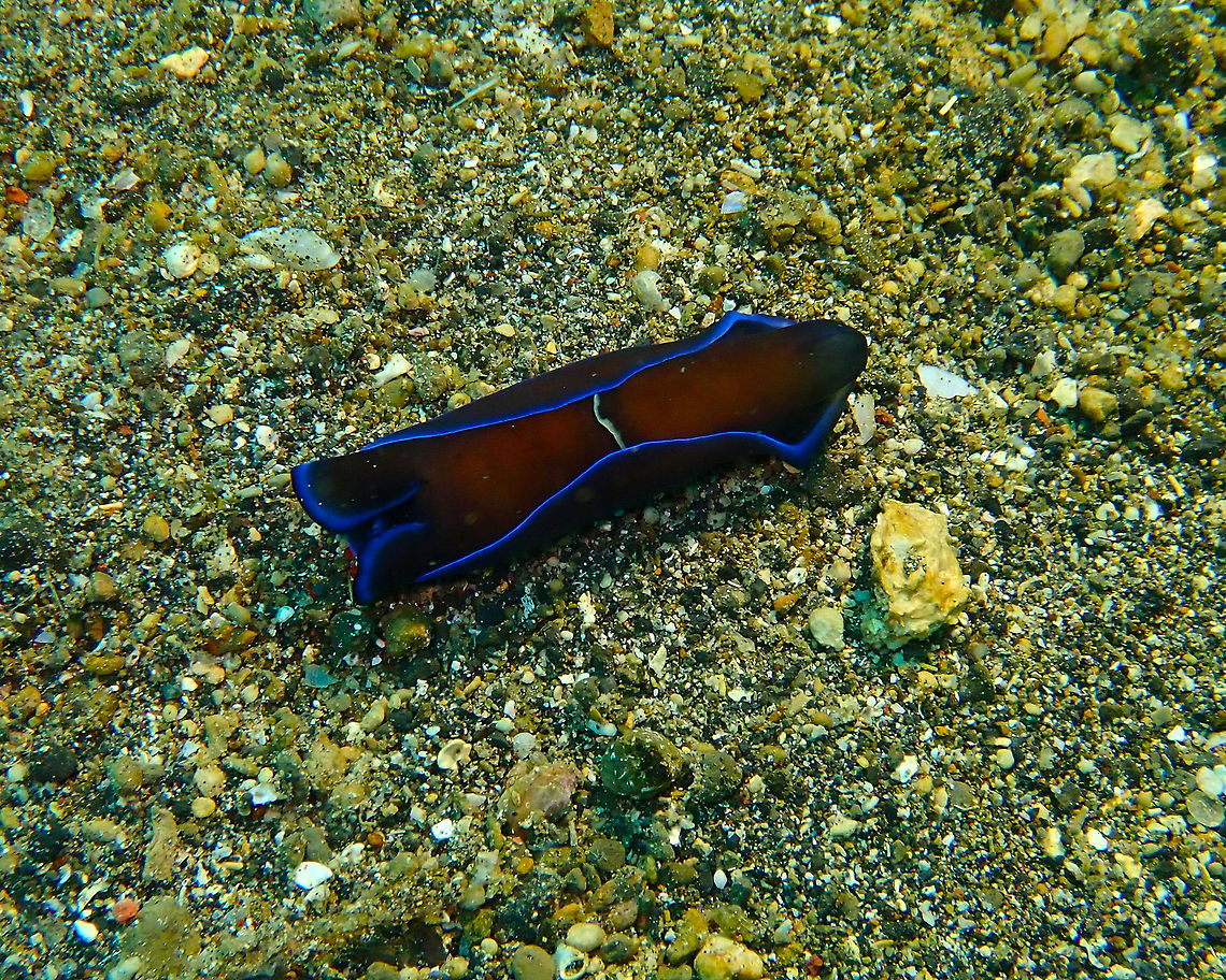 Gardiner's Headshield Slug (Philinopsis gardineri) Coconut Garden, Lembeh. Gardiner's Headshield Slug,Geotagged,Indonesia,Philinopsis gardineri,Spring