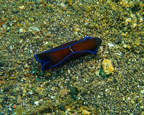 Gardiner's Headshield Slug (Philinopsis gardineri) Coconut Garden, Lembeh. Gardiner's Headshield Slug,Geotagged,Indonesia,Philinopsis gardineri,Spring