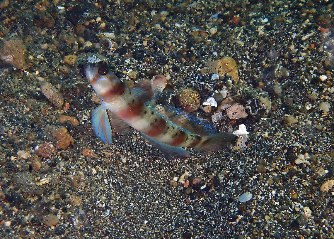 Arcfin Shrimpgoby (Amblyeleotris arcupinna) Coconut Garden, Lembeh. Amblyeleotris arcupinna,Arcfin Shrimpgoby,Geotagged,Indonesia,Spring