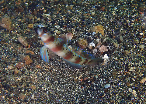 Arcfin Shrimpgoby