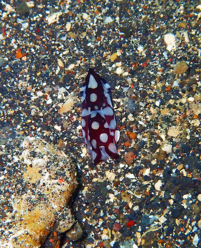 Pilsbry's Headshield Slug (Philinopsis pilsbryi) Coconut Garden, Lembeh. Geotagged,Indonesia,Philinopsis pilsbryi,Pilsbryi Head Shield Slug,Spring