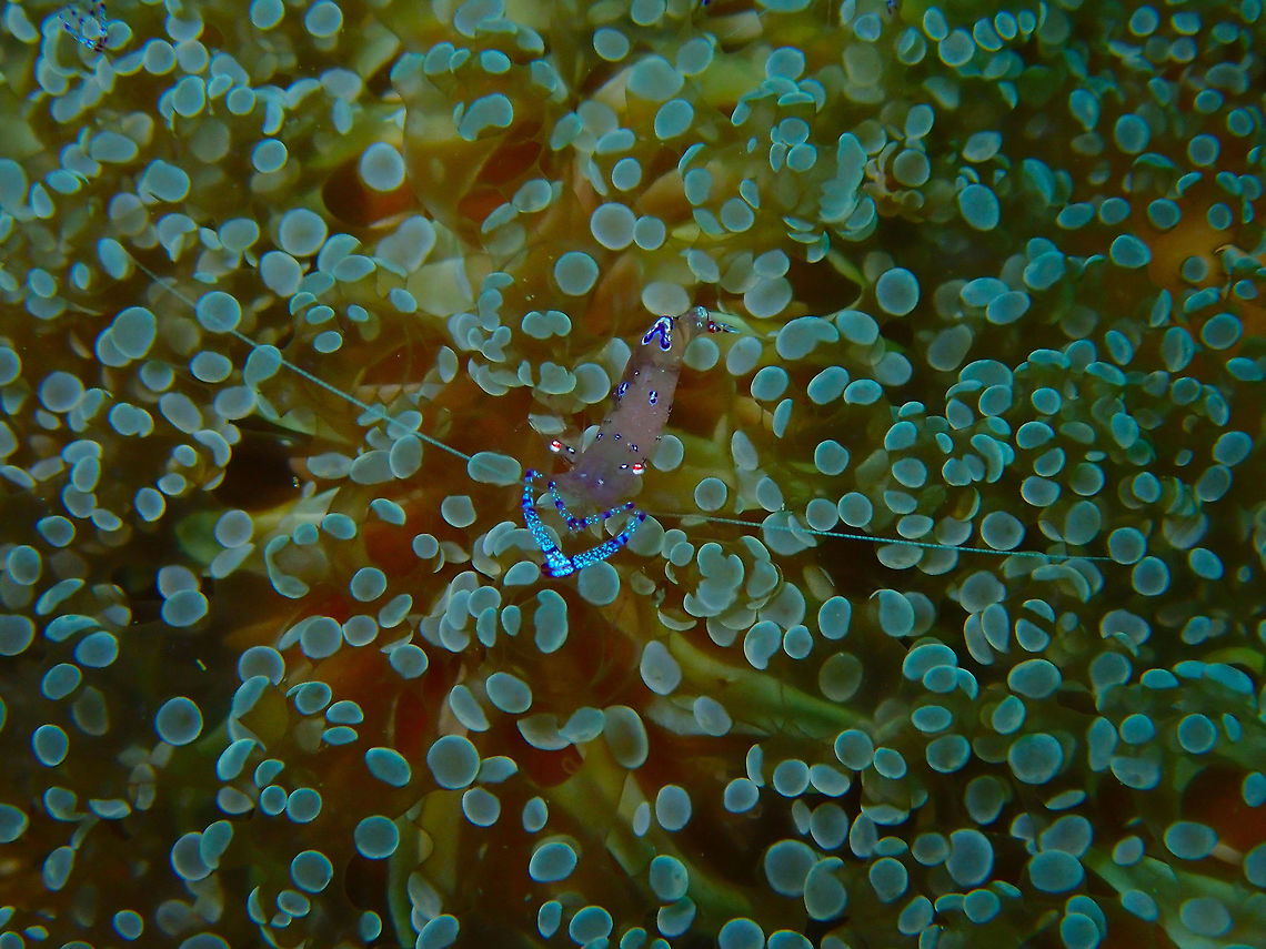 Saravasti Anemone shrimp (Ancylomenes saravasti) Coconut Garden, Lembeh. <br />
This anemone shrimp made a perfect heartshape for me. Ancylomenes sarasvati,Geotagged,Indonesia,Sarasvati anemone shrimp,Spring