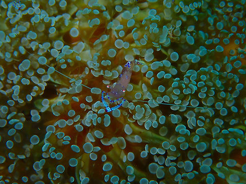 Saravasti Anemone shrimp (Ancylomenes saravasti) Coconut Garden, Lembeh. 
This anemone shrimp made a perfect heartshape for me. Ancylomenes sarasvati,Geotagged,Indonesia,Sarasvati anemone shrimp,Spring