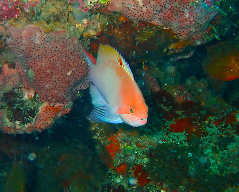 Stocky Anthias (Pseudanthias hypselosoma) Coconut Garden, Lembeh. Geotagged,Indonesia,Pseudanthias hypselosoma,Spring