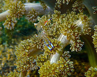 Holthuis' Anemone Shrimp (Ancylomenes holthuisi) Coconut Garden, Lembeh. Ancylomenes holthuisi,Geotagged,Indonesia,Spring