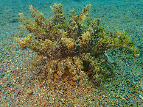 Branching Anemone (Actinodendron arboreum) Coconut Garden, Lembeh. Actinodendron arboreum,Branching Anemone,Geotagged,Indonesia,Spring