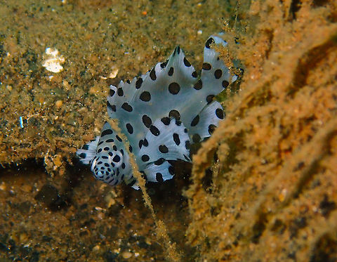 Barramundi Cod (Chromileptes altivelis) Coconut Garden, Lembeh. Cromileptes altivelis,Geotagged,Indonesia,Spring