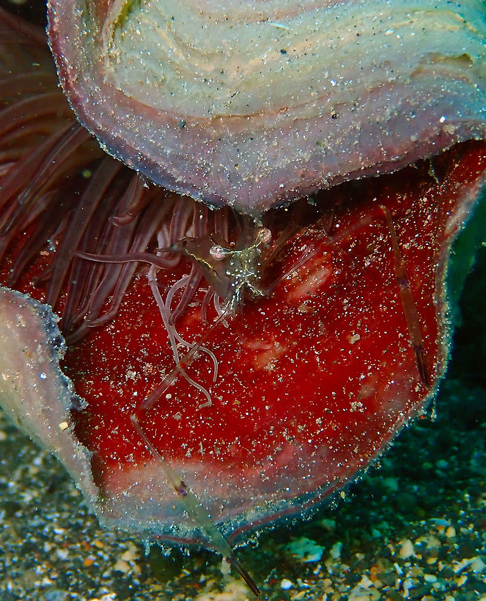 Red Claw Cuapetes (Cuapetes/Periclimenes tenuipes) Coconut Garden, Lembeh. Geotagged,Glass Shrimp,Indonesia,Periclimenes tenuipes,Spring