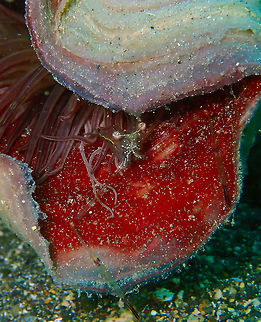 Red Claw Cuapetes (Cuapetes/Periclimenes tenuipes) Coconut Garden, Lembeh. Geotagged,Glass Shrimp,Indonesia,Periclimenes tenuipes,Spring
