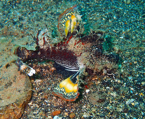 Spiny Devilfish (Inimicus didactylus) Coconut Garden, Lembeh. Devil stinger,Geotagged,Indonesia,Inimicus didactylus,Spring