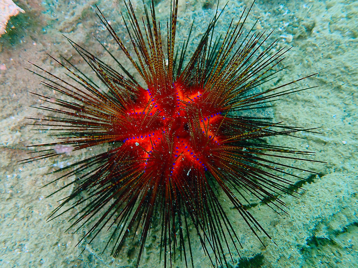 Radiant Sea Urchin (Astropyga radiata) Coconut Garden, Lembeh. Astropyga radiata,Geotagged,Indonesia,Red urchin,Spring