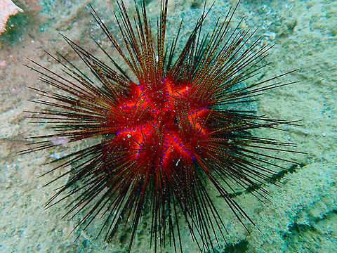Radiant Sea Urchin (Astropyga radiata) Coconut Garden, Lembeh. Astropyga radiata,Geotagged,Indonesia,Red urchin,Spring