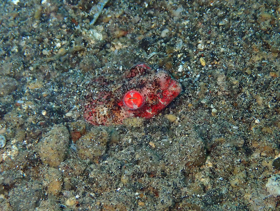 Reptilian Snake Eel (Brachysomophis henshawi) Coconut Garden, Lembeh. Brachysomophis henshawi,Geotagged,Indonesia,Reptilian snake eel,Spring