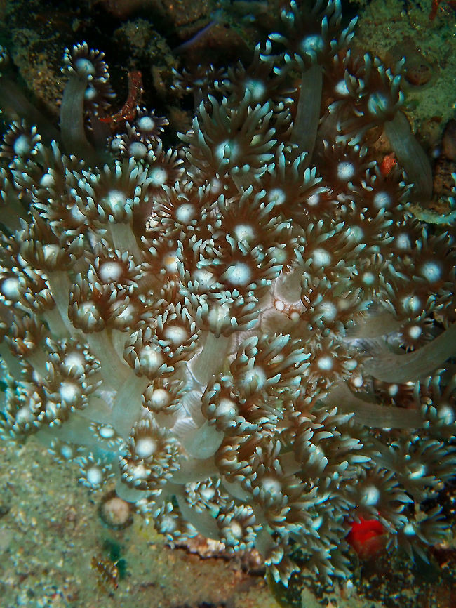 Flowerpot Coral (Goniopora columna) Coconut Garden, Lembeh. Flowerpot coral,Geotagged,Goniopora columna,Indonesia,Spring