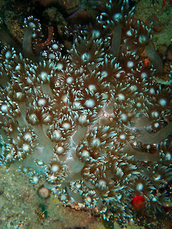 Flowerpot Coral (Goniopora columna) Coconut Garden, Lembeh. Flowerpot coral,Geotagged,Goniopora columna,Indonesia,Spring