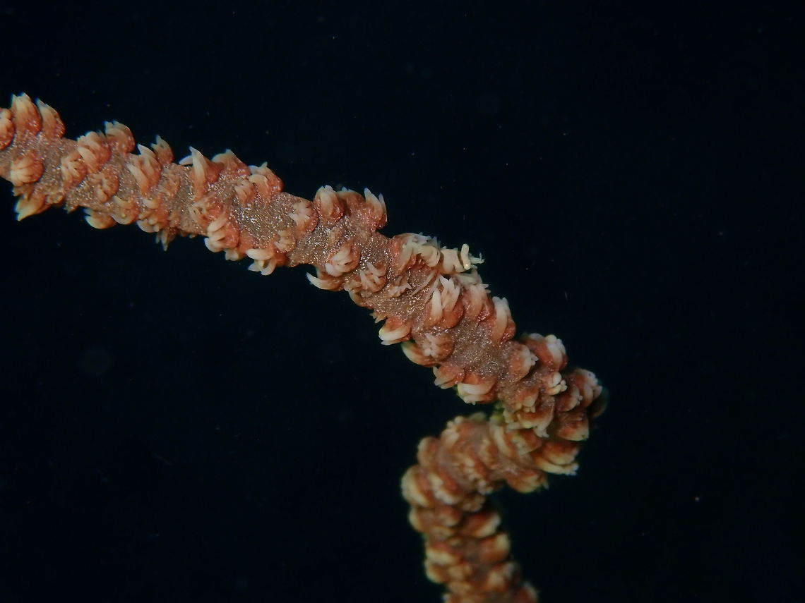 Anker's Whip Coral Shrimp (Pontonides ankeri) Coconut Garden, Lembeh. Anker's whip coral shrimp,Geotagged,Indonesia,Pontonides ankeri,Spring